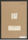 Plagiotropis vanheurckii (de-Toni-Nr.: Genus 30) Zeichnungen Sammlung Grunow Nr. 2496 (NHMW-BOT-W0369818)